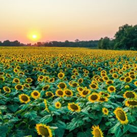 kansas notary training